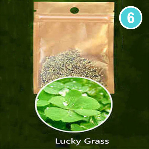 بذور نباتات احواض السمك نوع 6 Lucky Grass