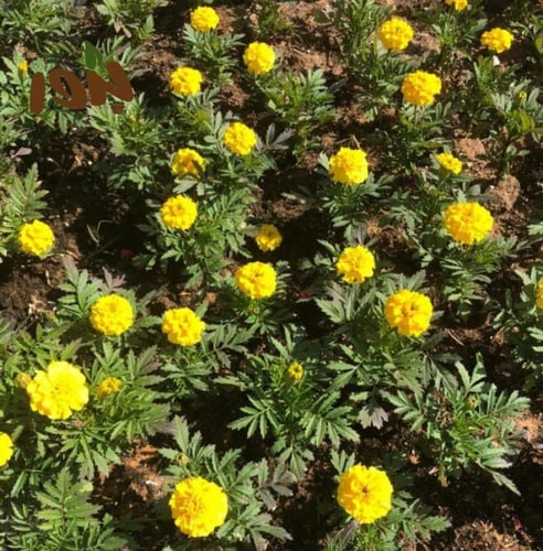 بذور زهرة القطيفة المخملية - Tagetes