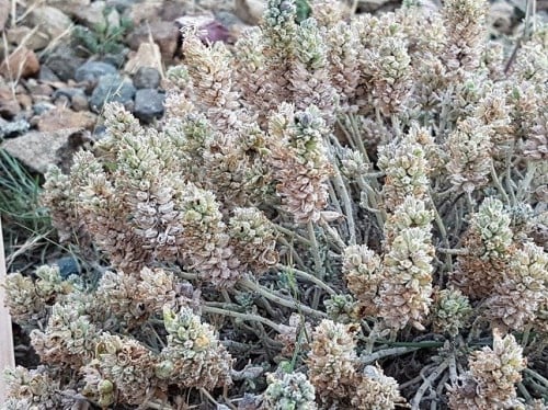 جعد من جبال السراة ؟؟ بذور Teucrium yemense