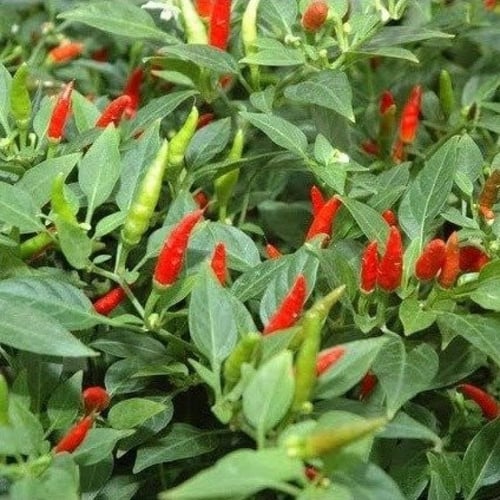 بذور فلفل احمر حار