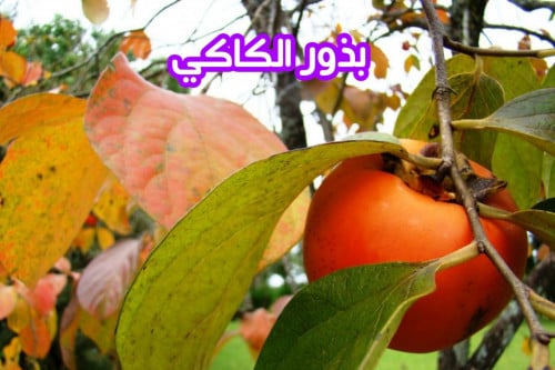 بذور الكاكي