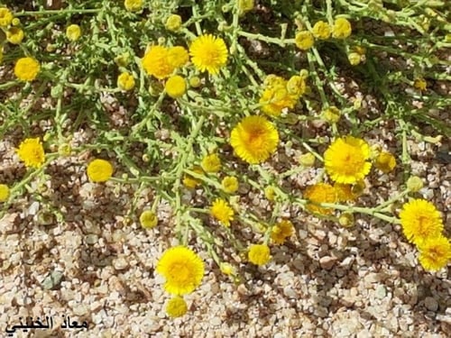سكب 100 بذرة واكثر Pulicaria inuloides