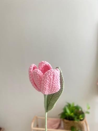 وردة توليب وردي