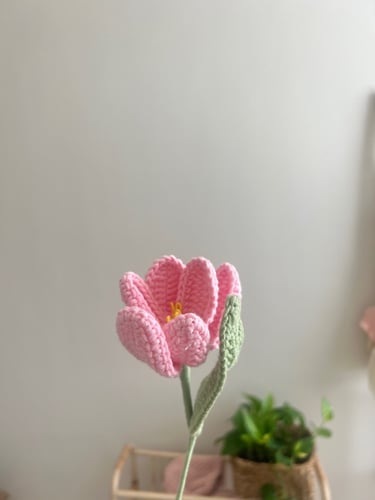 وردة توليب وردي