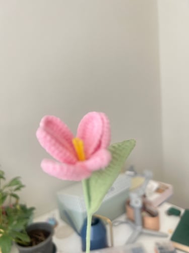 وردة توليب وردي