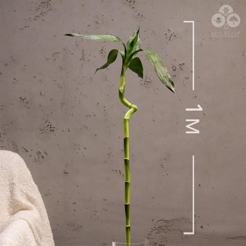 نبتة ساق البامبو 90 - 100 سم