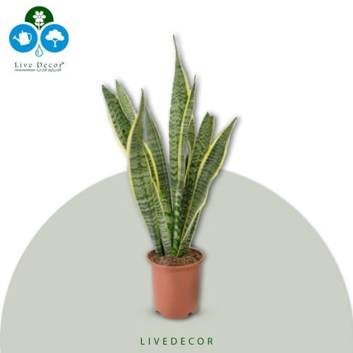 نبتة سنسفيرا جلد النمر