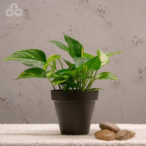 مركن كابري 14 سم