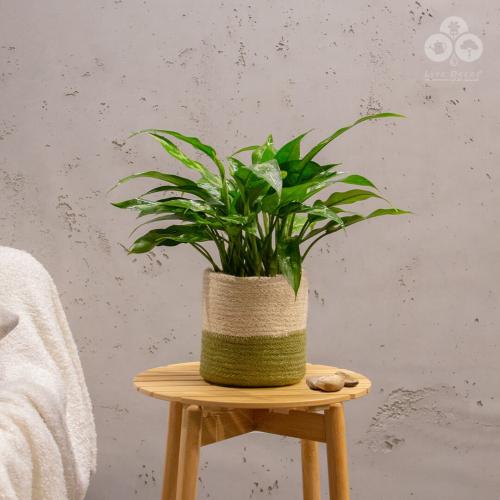 نبتة أجلونيما بمركن بوهيمي بيج مع أخضر