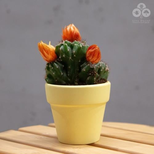 نبتة صبار بورود برتقالية بمركن أصفر