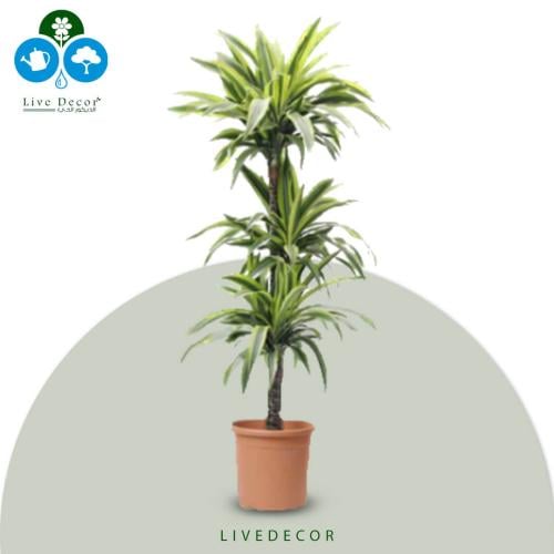 نبتة دراسينا ليمون لايم 3 سيقان 100سم