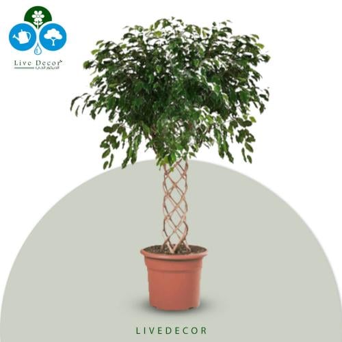 نبتة فيكس بنجامينا مجدولة عريض