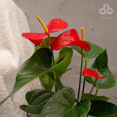 نبتة انتوريوم 75 سم