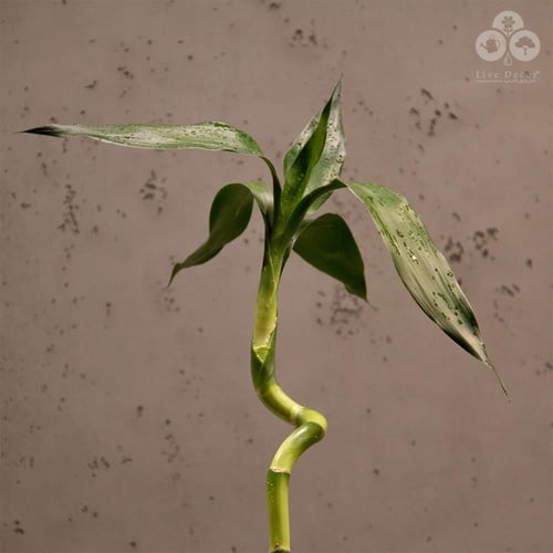 نبتة ساق البامبو 90 - 100 سم