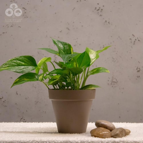 مركن كابري 14 سم