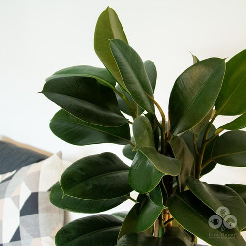 نبتة فيكس مطاط