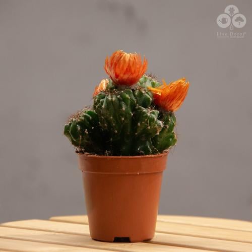 نبتة صبار صغير بورود برتقالية