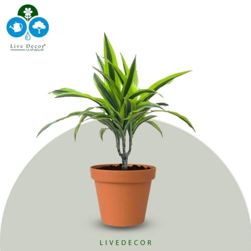 نبتة دراسينا ليمون لايم 25 سم