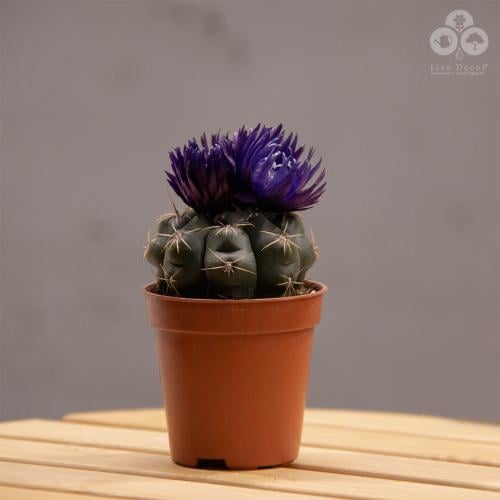 نبتة صبار صغير بورود بنفسجية