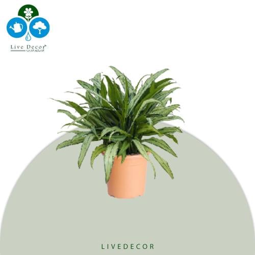 نبتة اجلونيما سترايبس