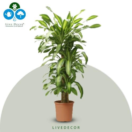 نبتة دراسينا ماسنجانا 3 سيقان