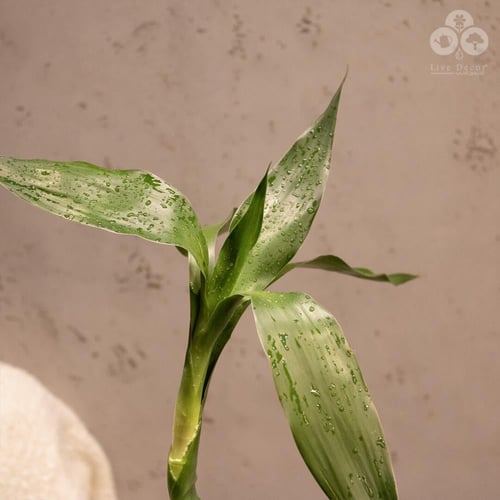 نبتة ساق البامبو 50 سم