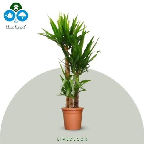 نبتة يوكا 3 سيقان 130 سم