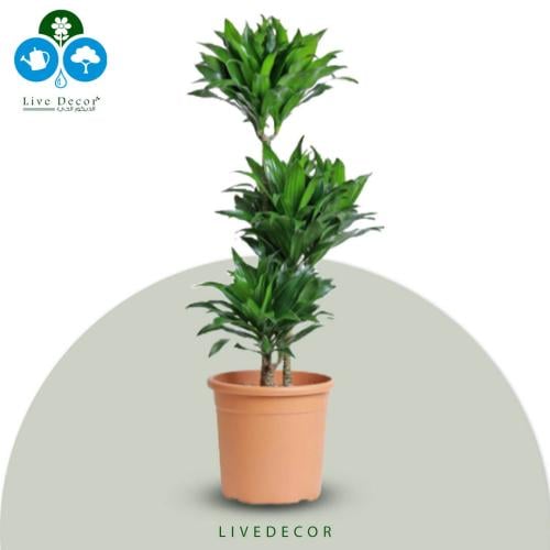 نبتة دراسينا كومباكتا 3 سيقان