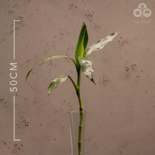 نبتة ساق البامبو 50 سم