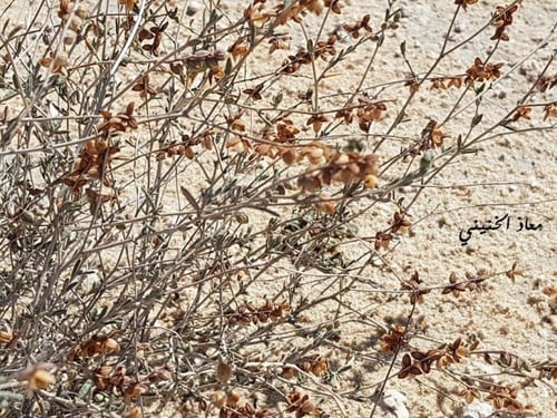 رقروق بذور مع شوائب Helianthemum