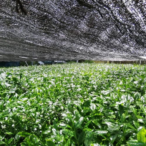 ماتشا ميوو اوكابي نو هانا يابانية درجة احتفالية فا...