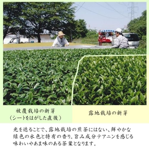 ساياما ماتشا اليشم ياباني ممتاز درجة احتفالية فاخر...