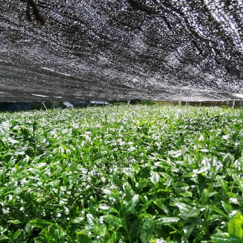 ماتشا مييو اوباني نو تسوكي يابانية درجة احتفالية ف...