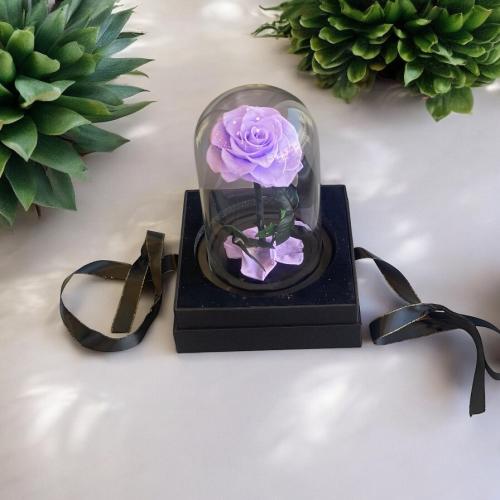 الورد الدايم لون بنفسجي