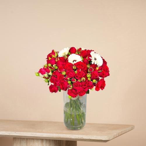 جربيرا | Gerbera