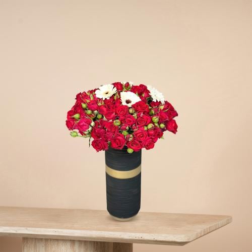 جربيرا بلاك | Gerbera Black