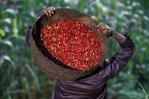 محمصة الوعل البري - تيما قوجي ا 200g