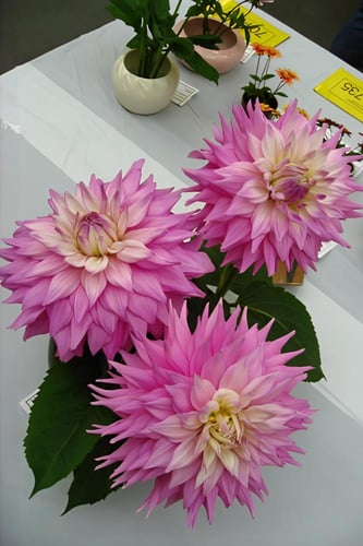 داليا (السيد ألف رمزي)