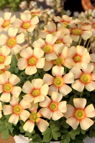 بصيلة أقصليس (رنيم)