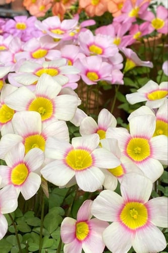 بصيلة أقصليس (سهام)