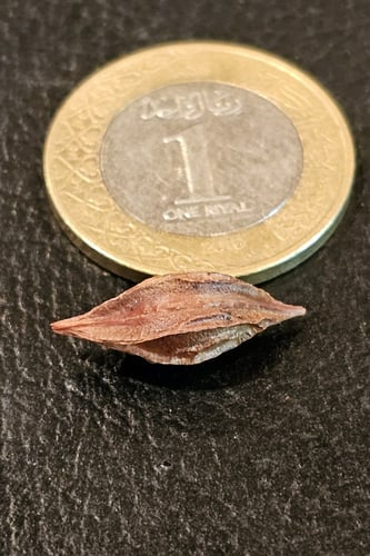 بصيلة أقصليس (رهف)