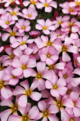 بصيلة أقصليس (ترف)