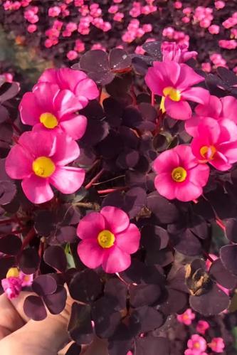 بصيلة أقصليس (وداد)