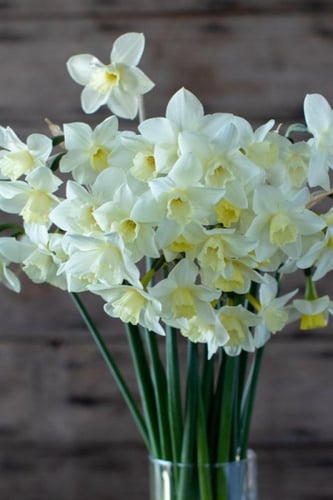 أبصال نرجس (بويبلو)