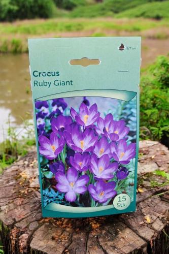 أبصال كروكوس (روبي العملاق) بنفسجي