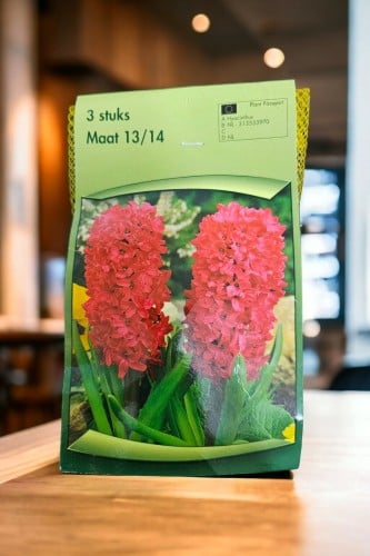 أبصال (هايسنت) أحمر