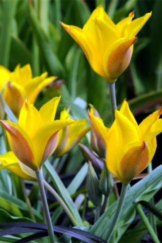 أبصال توليب (كولباكو فسكيانا)