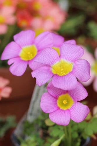 بصيلة أقصليس (عنود)