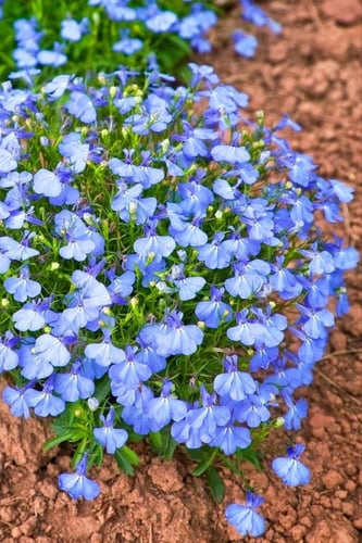 بذور لوبيليا كيمبريج الزرقاء