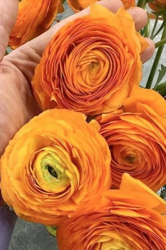 أبصال رينانكلاس إيطالي (أناقة الكلمنتين)